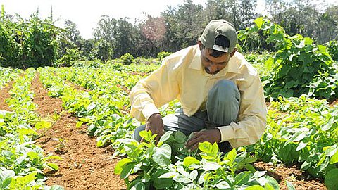 Budget: Small Planters Association Wants Rs 100 million