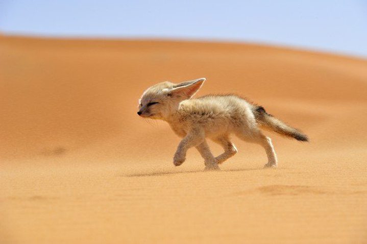 Picture of the Day: Fénnec The Soul of the Desert