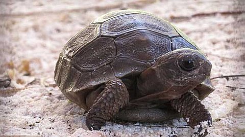 Fauna: Pamplemousses Garden Sells 11 Baby Turtles