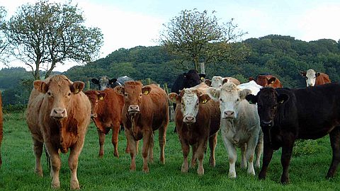 Fièvre aphteuse: 175 cas détectés à Rodrigues