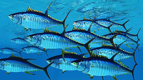 Foreign fleets are causing the decimation of yellowfin tuna stocks