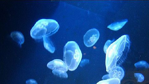 Alerte aux Méduses dans le Lagon de Mont-Choisy