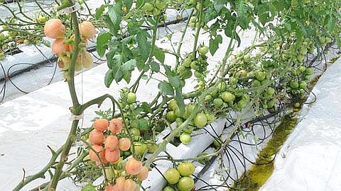 Hydroponic: Growing Sector