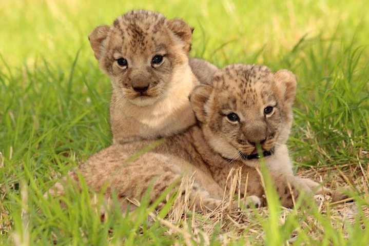 Naissance Des Premiers Lionceaux A  L’île Maurice
