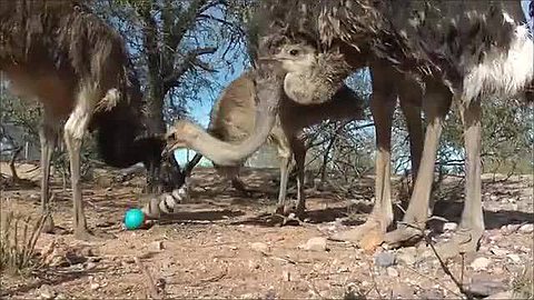 Video of the Day: Emus and Ostriches vs. Weasel Ball