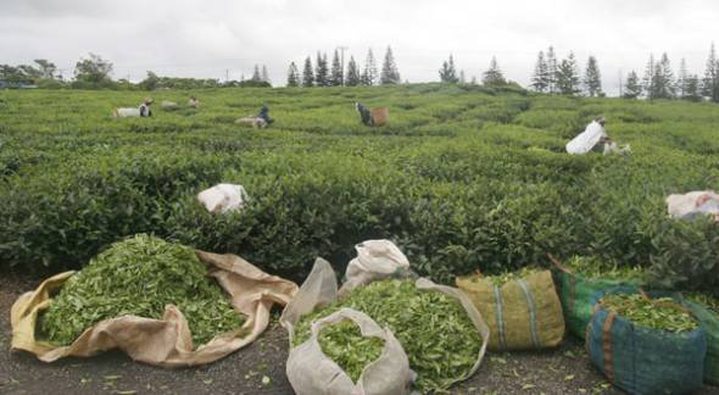 Tea Sector: Rs 7 Million Loss