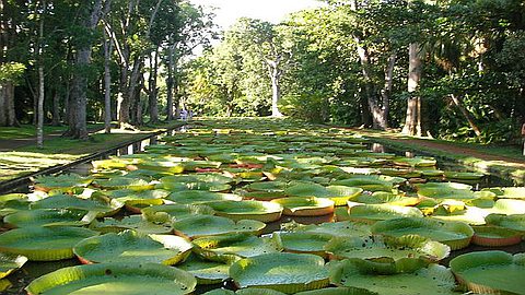 Bribe Electoral ? Le Jardin de Pamplemousses Recrute…