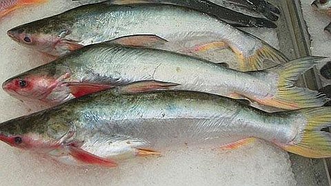 Controversial Fish, Pangasius, Reintroduced on the Market