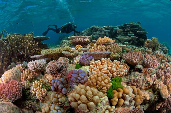 Warm Seas Threaten Great Barrier Reef Treasure