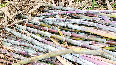 Sugarcane: Rs 70 Million Invested for Infrared Testing 