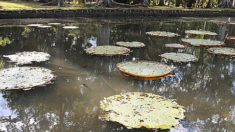 Pamplemousses Garden: Water Lilies Massacred