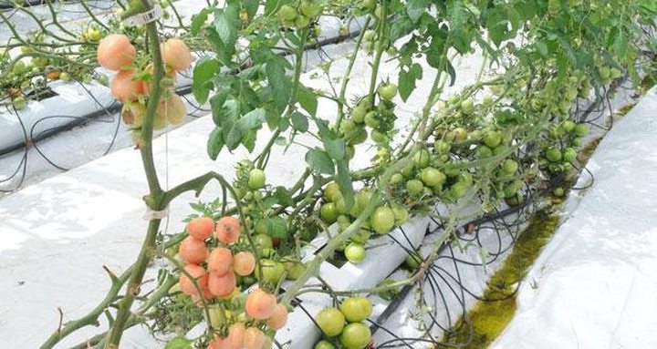 Hydroponic: Growing Sector