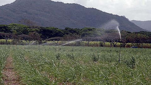 Maldonnes Alléguées: le Directeur de l’Irrigation Authority Duspendu