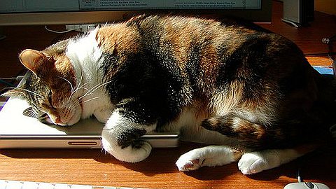 How To Succeed At Working From Home