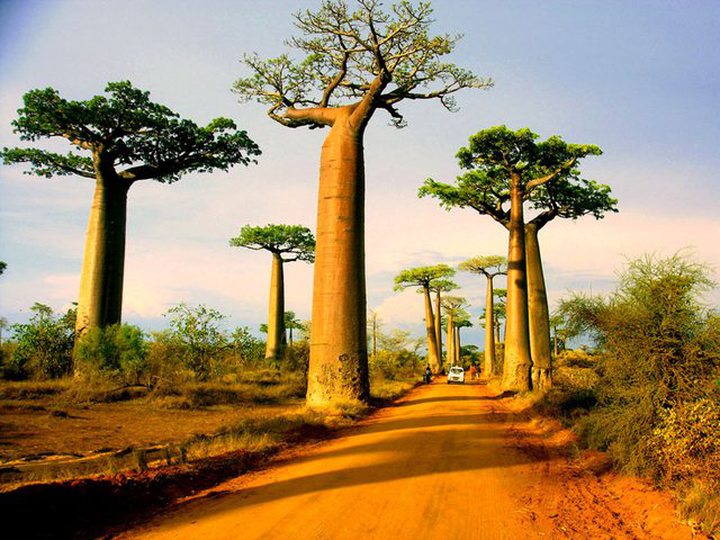 Picture of the Day: Avenue of the Baobabs