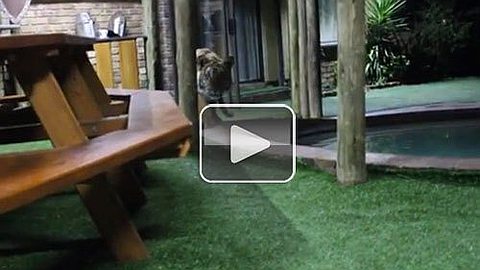 Video of the Day: Crouching Tiger Stalks and Hunts his Owner