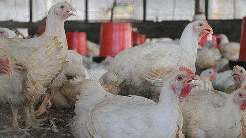 After the Cows, Thieves Target on Chickens