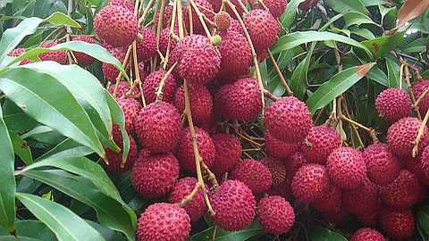 The lychee harvest has dropped by 70% in Mauritius