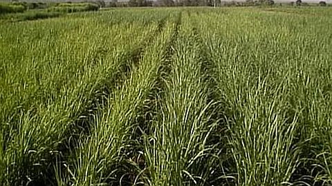 Entre 2020 et 2021 : La superficie sous canne récoltée en baisse de 1 817 hectares