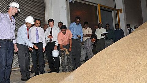 Rice Cultivation in Mauritius