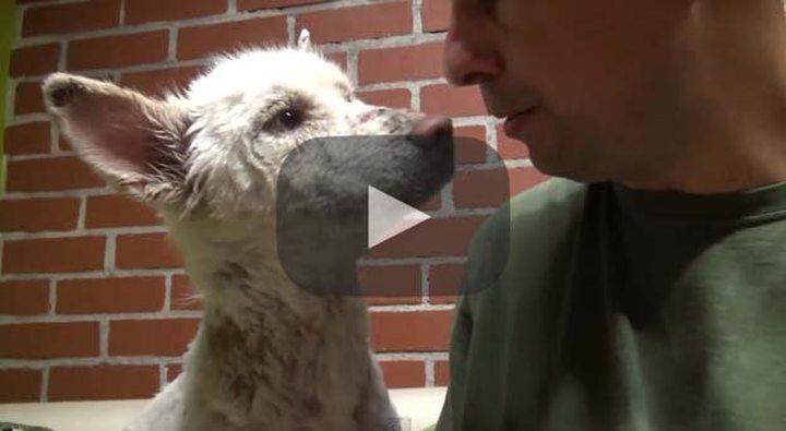 Video of the Day: Rescue of a Homeless Dog ...