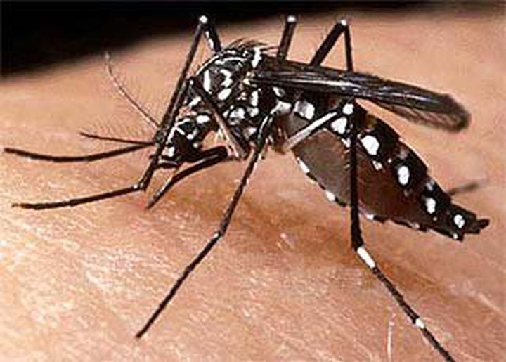 Dengue and Malaria: Carriers Come....