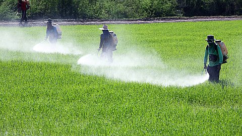 Pesticides Dans les Echantillons Importés: 50% au-Delà des Normes