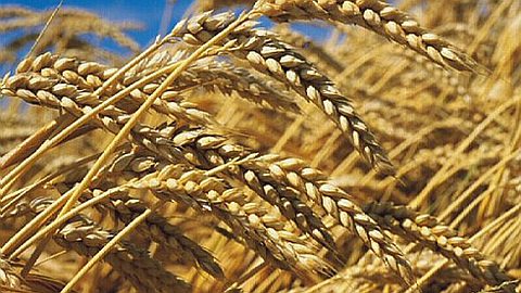 First Batch Of Experimental Wheat Crop Harvested
