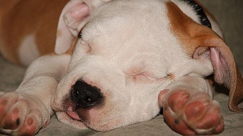 Interdits à Maurice: des Chiens Dangereux en Vente Libre sur Facebook