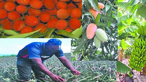 Bats: Rs 50 Million Damage