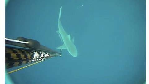 Reunion: "The Fishermen are Snorkeling Increasingly Loaded with Sharks"