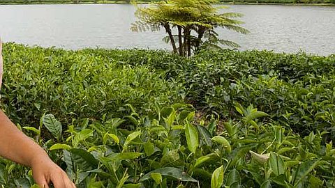 Industrie: le thé, une étincelle pour bouillir