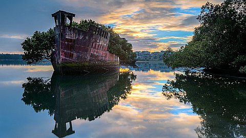 Picture of the Day: Forest on Shipwreck Island