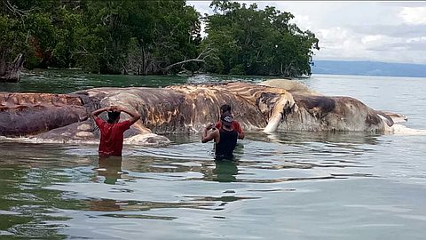 Huge rotting sea creature that washed ashore is horrifyingly turning the water red