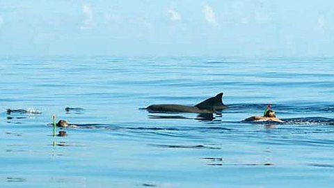 Dolphin Watching: Une Agence Touristique Dénonce l’Irresponsabilité des Opérateurs