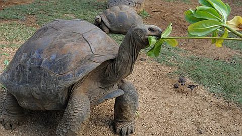 La Vidéo D’une Tortue Maltraitée au Parc La Vanille Suscite de Vives Reactions