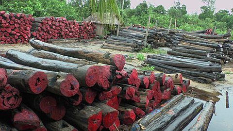 Le Stock de Bois de Rose Saisi à Maurice Sera Vendu