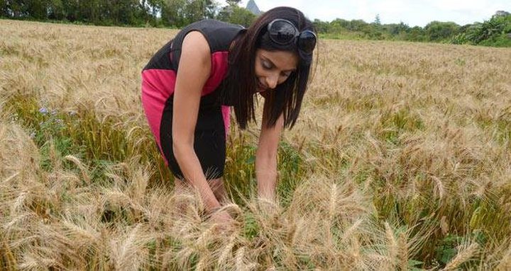 Mauritius Makes Its First Wheat Harvest