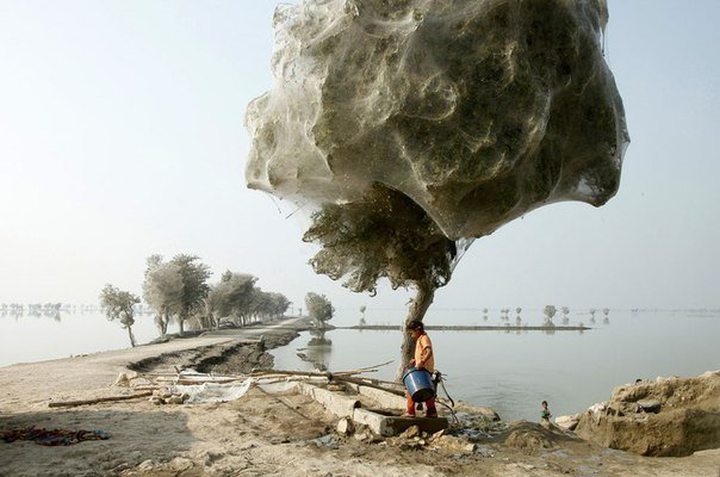 Picture of the Day: Spiders Tree