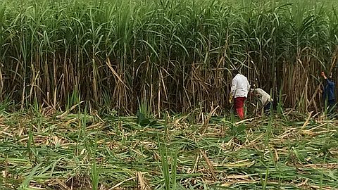 Des Petits Planteurs «Exploités» pour Enrichir des Proches de l’Ancien Gouvernement…