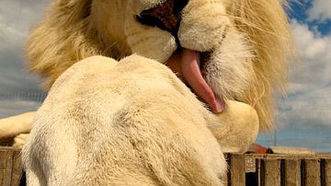 Picture of the Day: Just a Big Cat