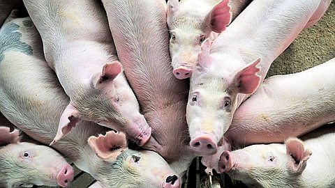 Fièvre aphteuse: des porcs de La Chaumière abattus ce mardi