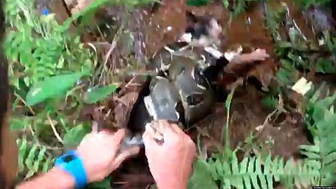 Video of the Day: Man Saves Cat from Boa