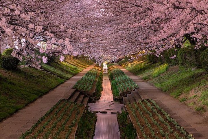Picture of the Day: Yokohama Cherry Blossoms...