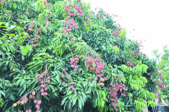 Ease of 25% granted to fruit growers
