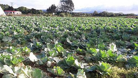 Vols de légumes: un gang sèmerait le trouble dans la région de Forest-Side