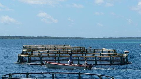 Fisheries: Marine Farm Mahebourg Dismissal