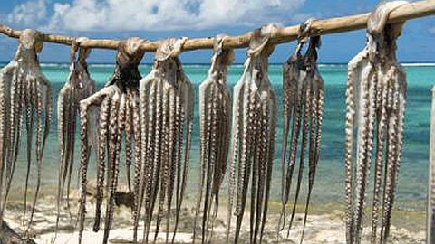 Fermeture de la Pêche aux Ourites: Maurice sur les Traces de Rodrigues