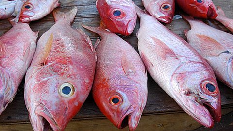 Rodrigues-Pêche : 4,5 tonnes de poissons pour l’ouverture de la senne