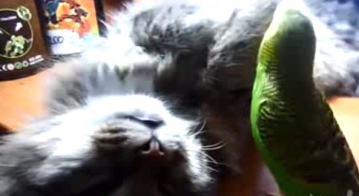 Video of the Day: Parrot Trolling a Kitten